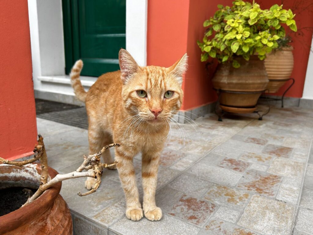 ginger kitty of Chlomos
