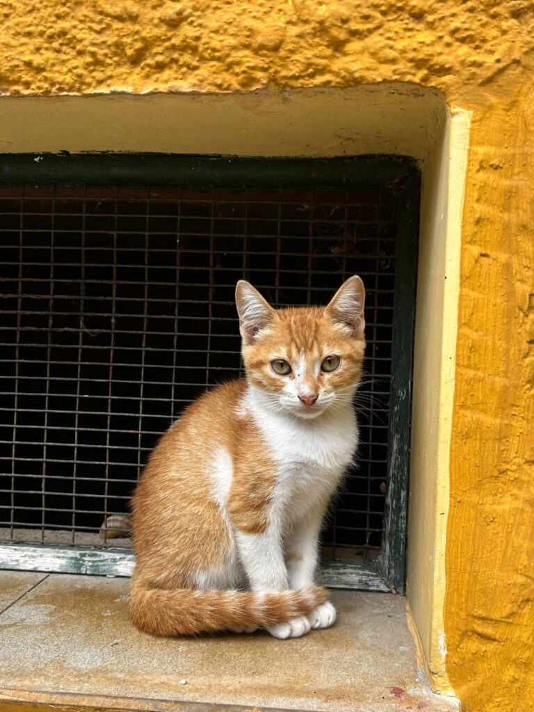 orange cat