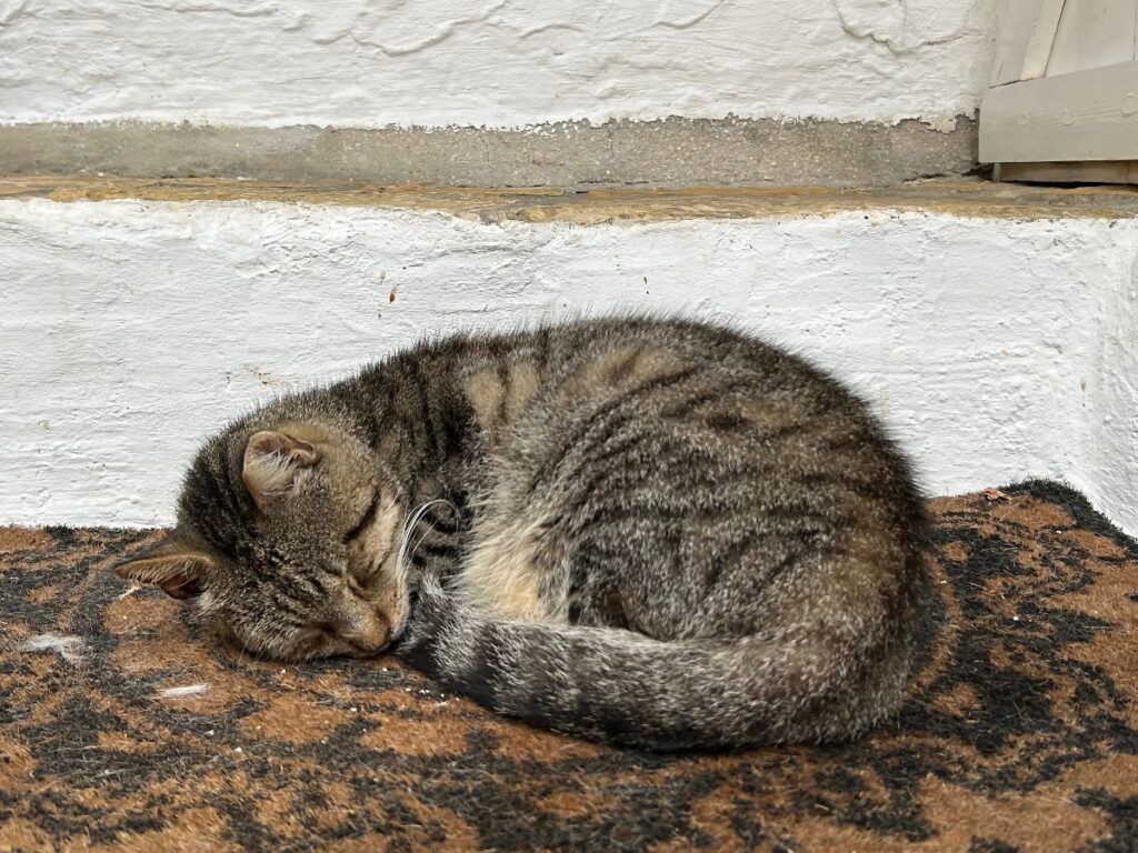 sleeping cat in Chlomos