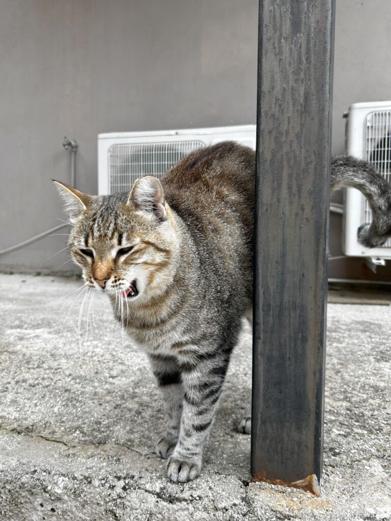 stray cat of Chlomos