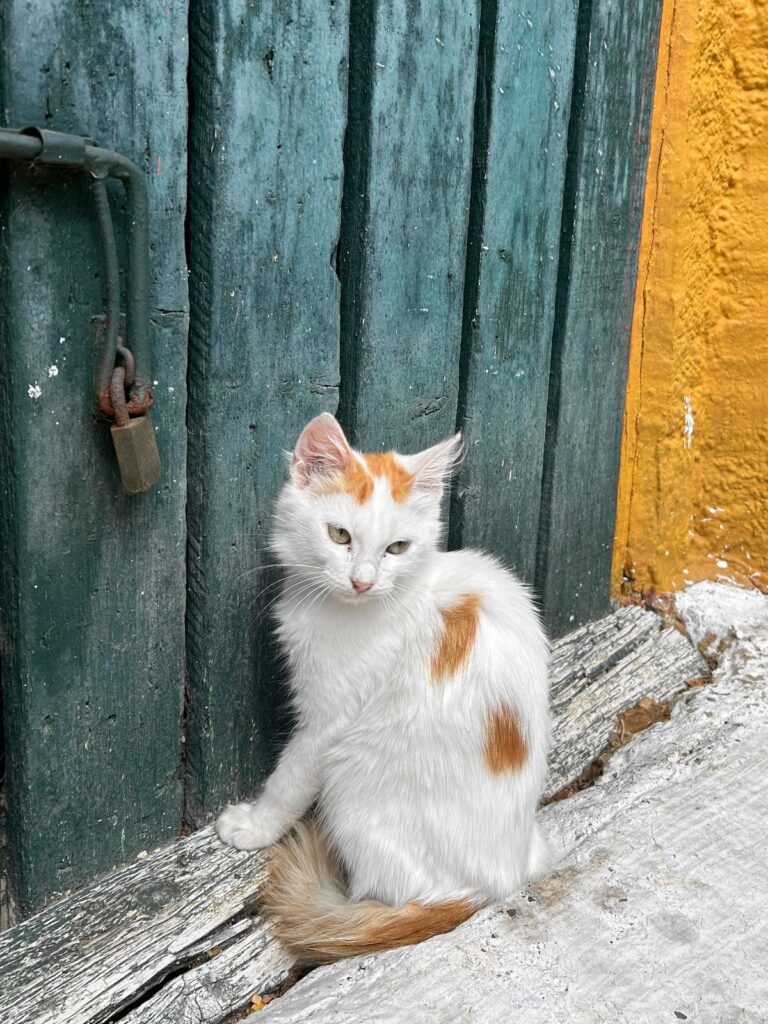 Van cat