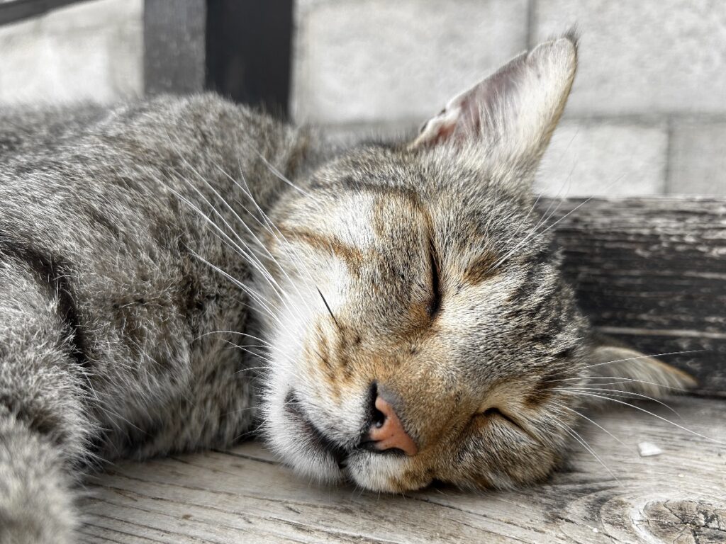 Agios Giorgios cat
