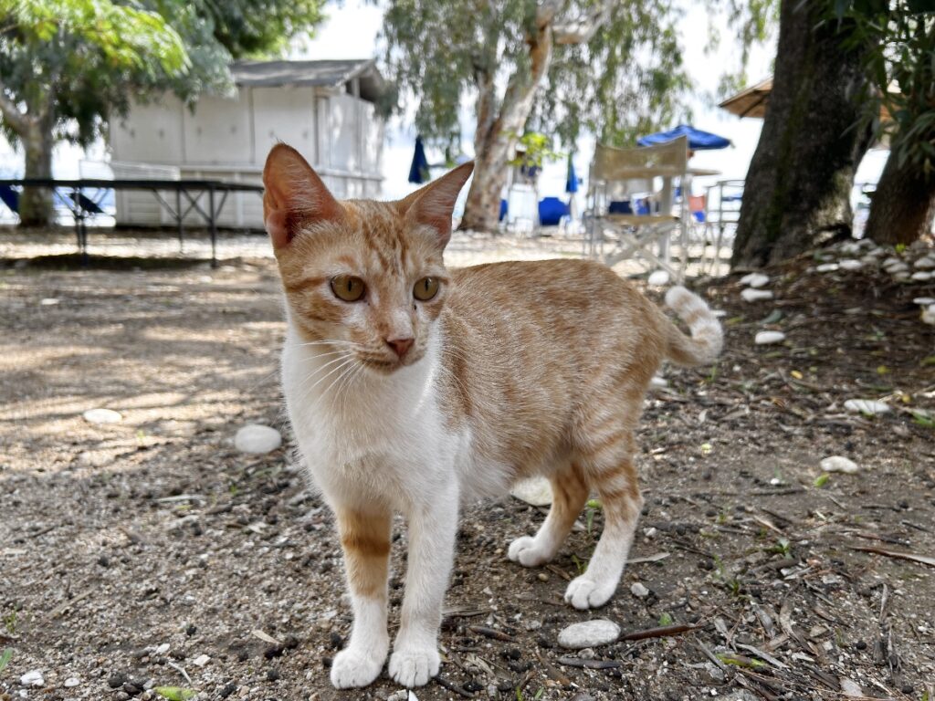 Barbati beach cat