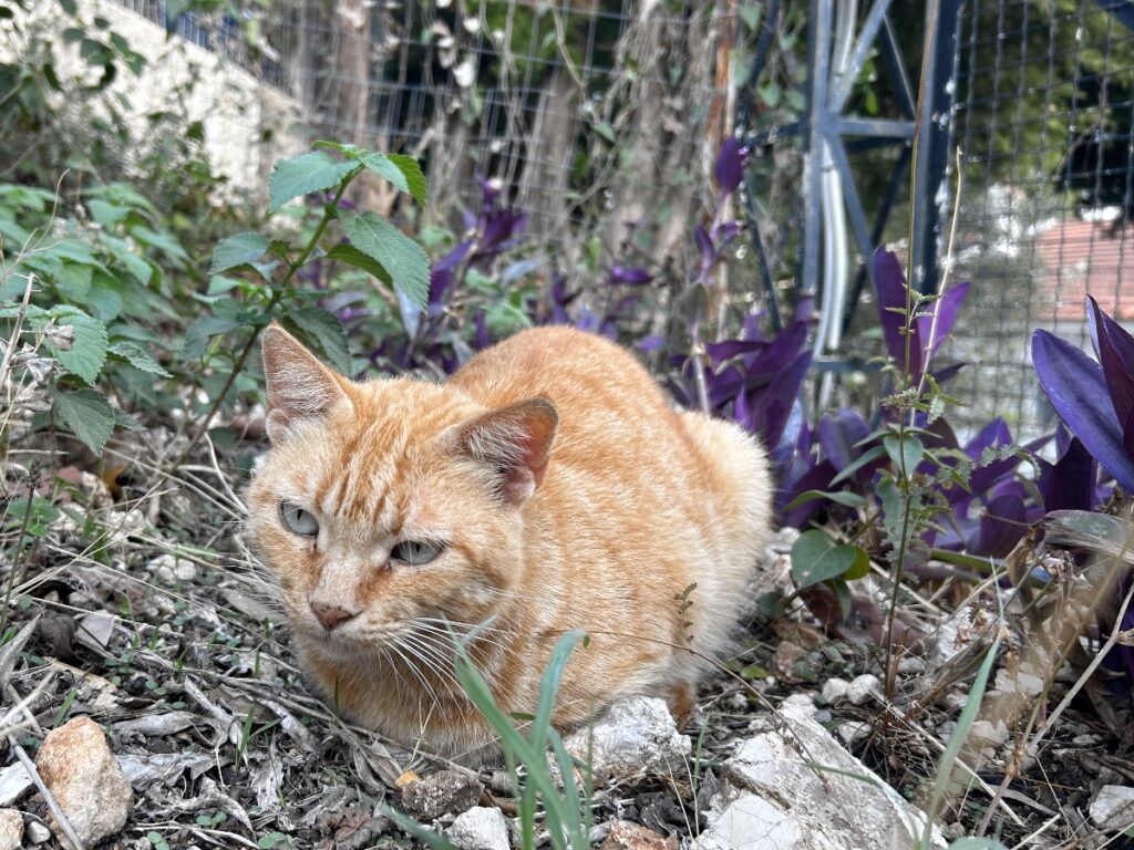 Barbati cat