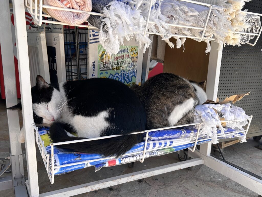 Paleokastritsa cats