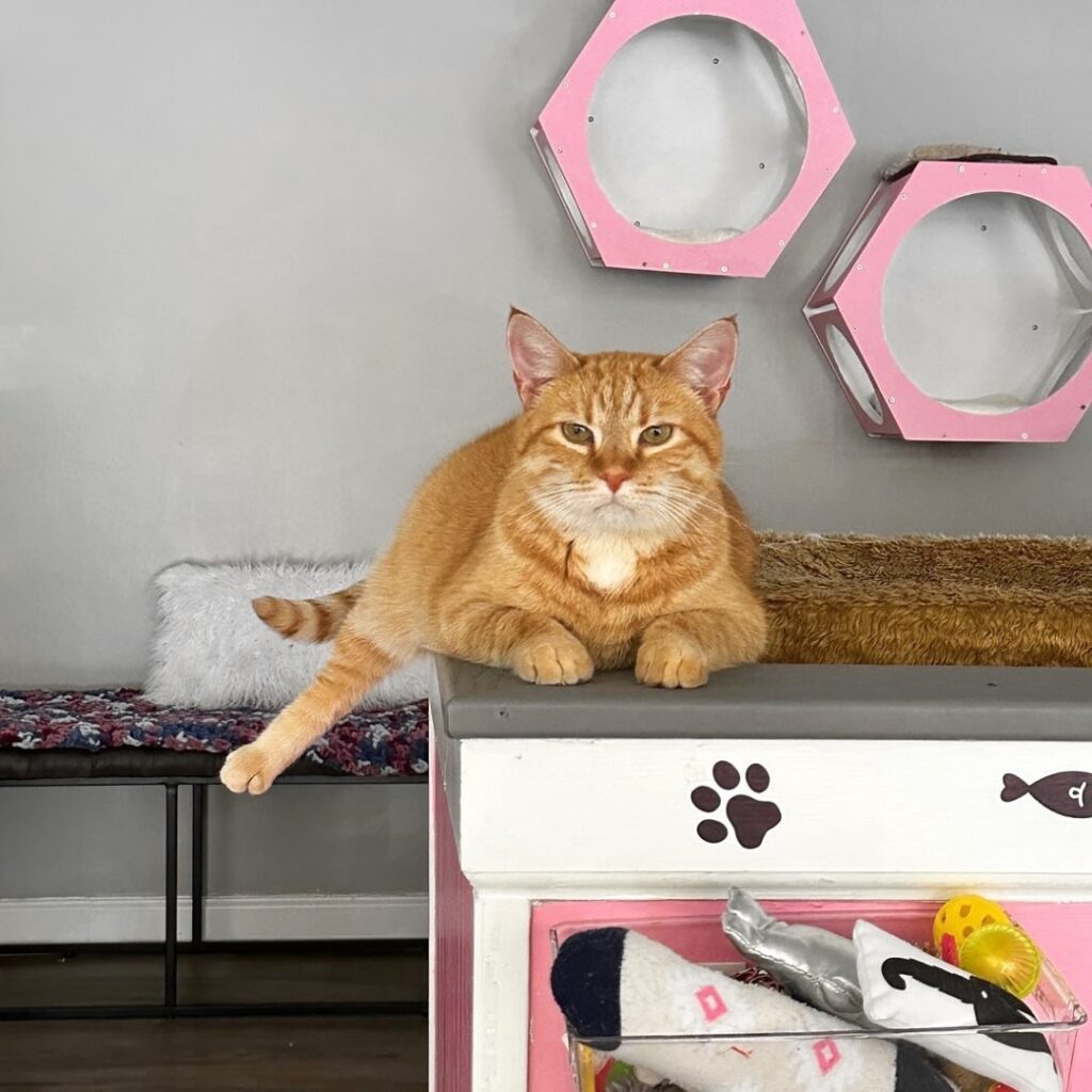 Simba from Feline Felons