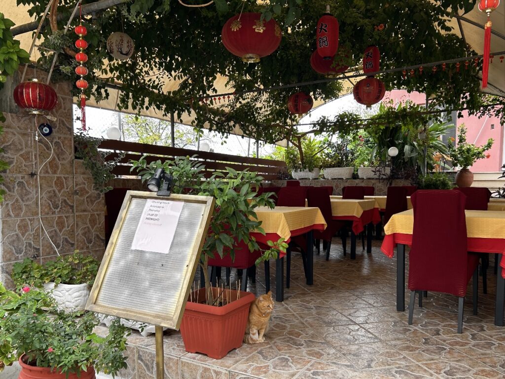 Lucky feline resident of The Flower Garden restaurant in Benitses