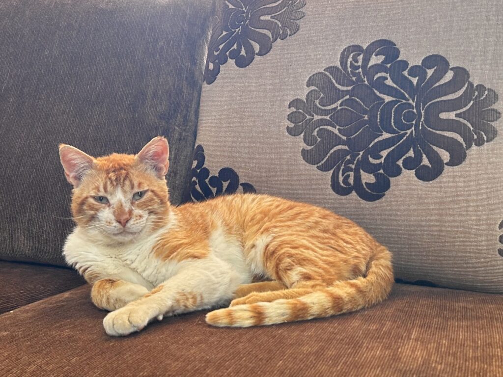 resident cat of the Alma Hotel in Lesbos