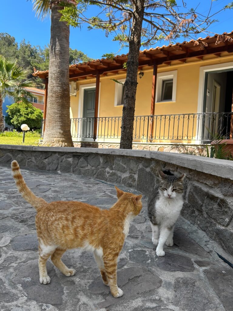 cats of the Alma Hotel in Petra