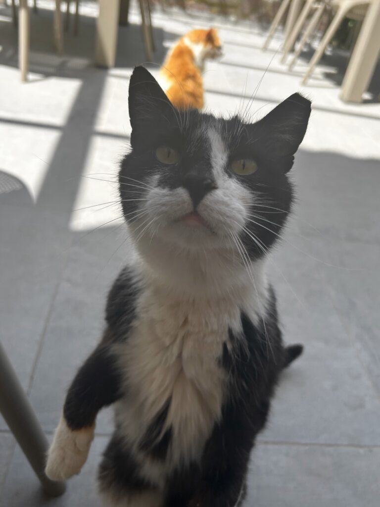Acqua Mare Hotel cats