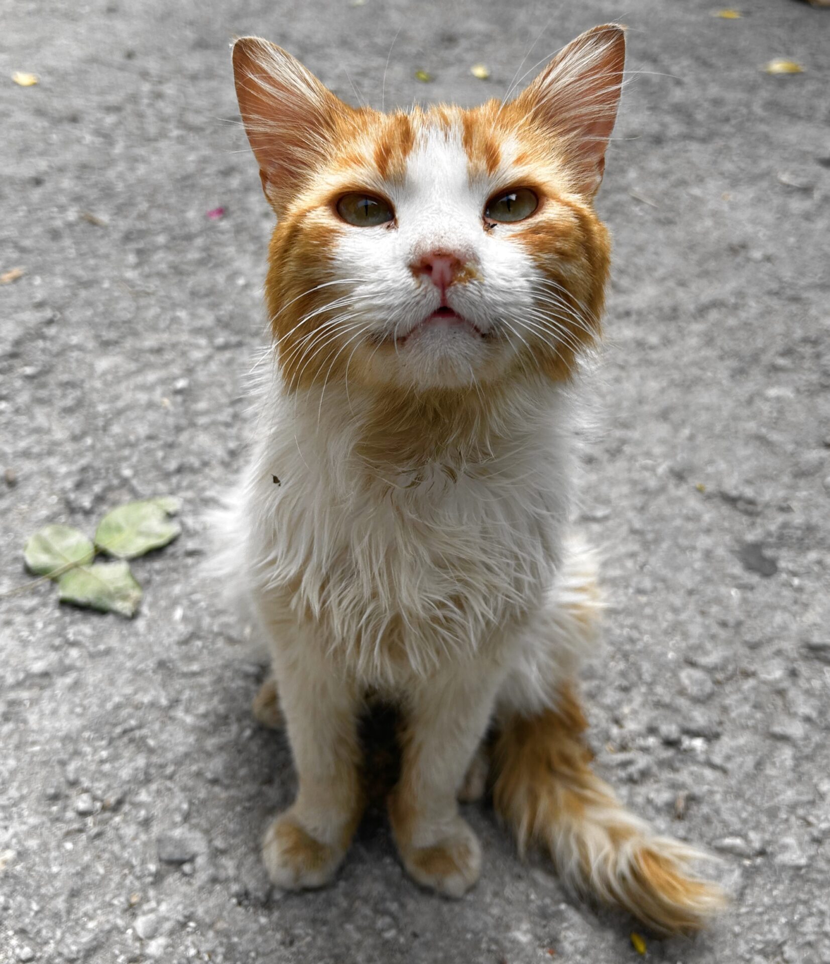cat in Moria Lesbos