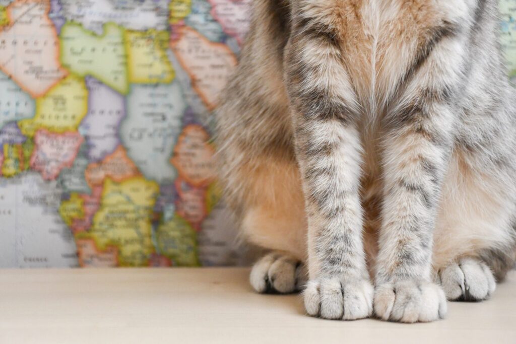 countries with the most cats