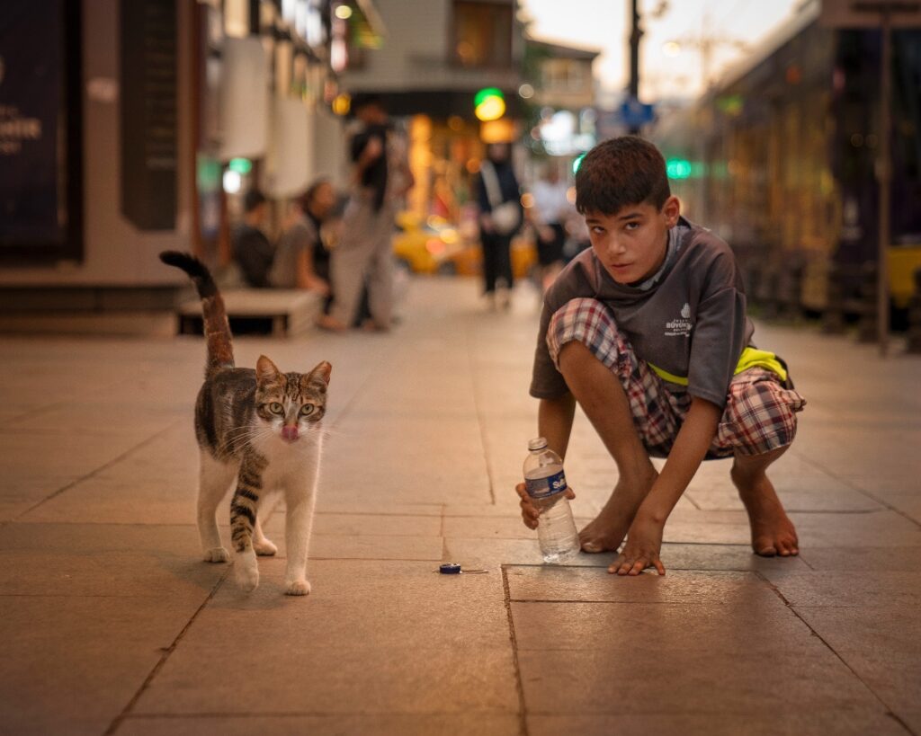 city cats of Istanbul