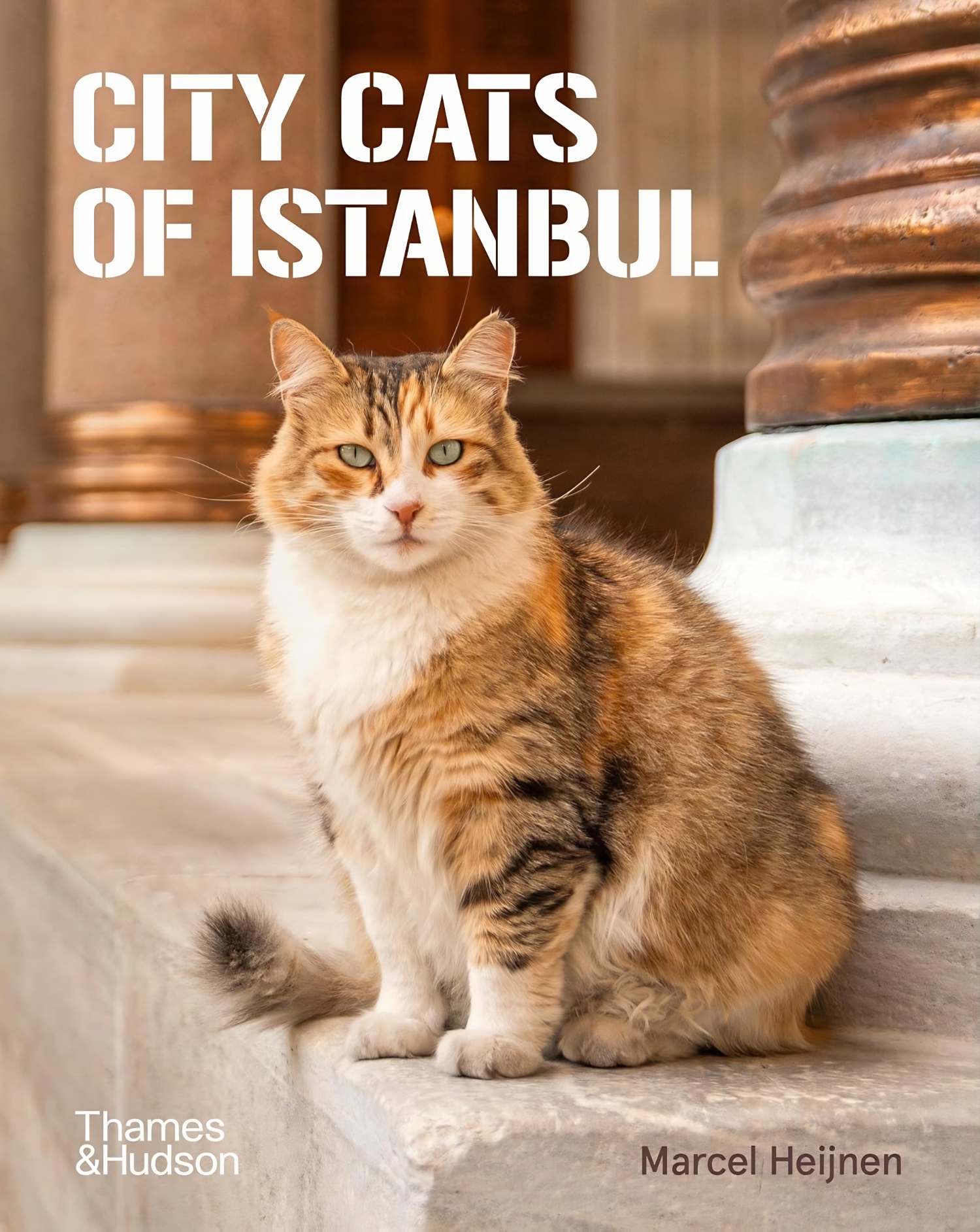 City Cats of Istanbul book