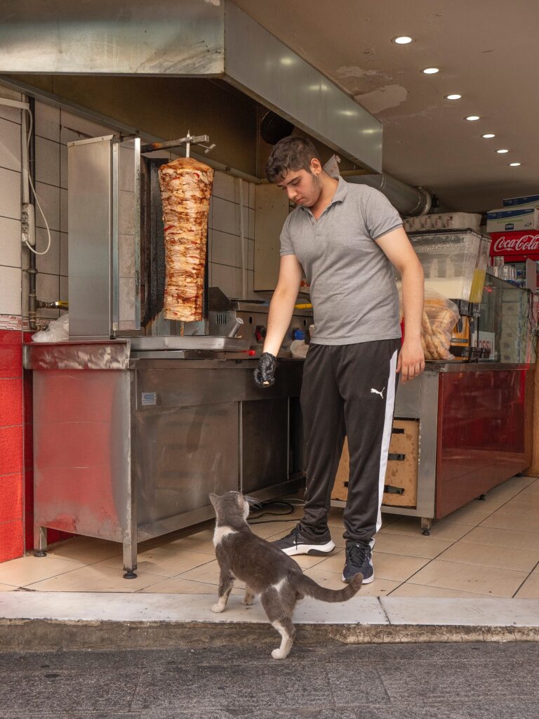 cat in kebab shop