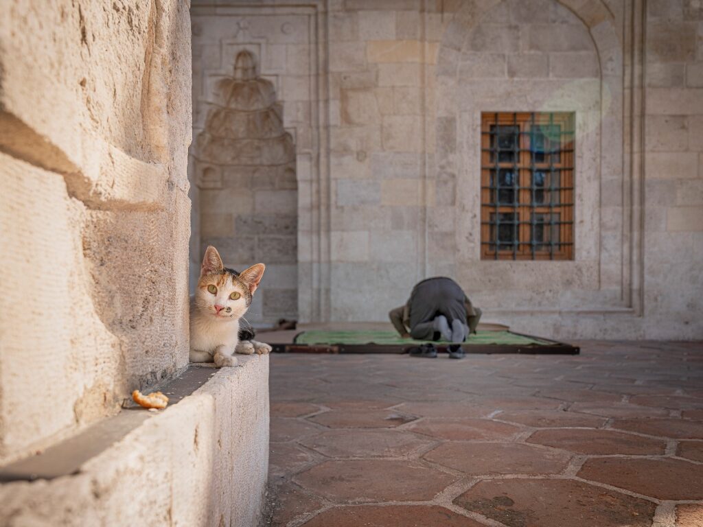 city cats Istanbul