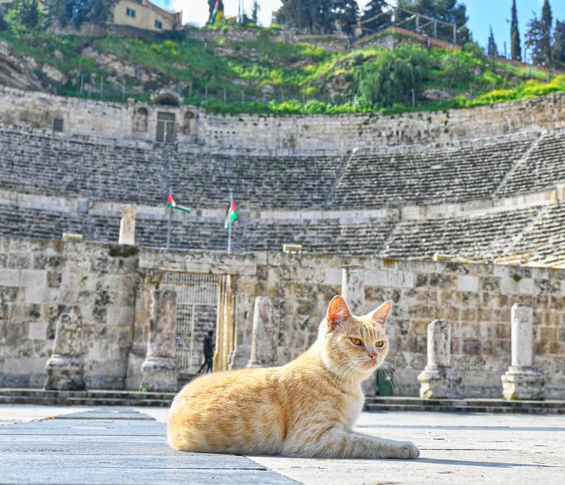 Amman cat