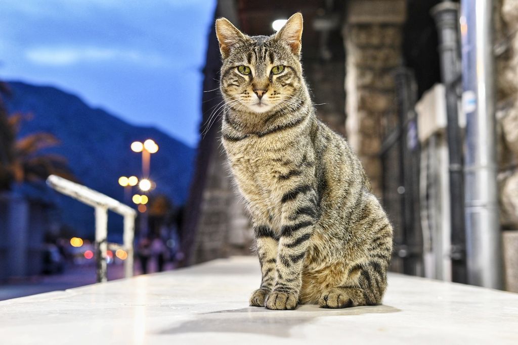 Kotor street cat