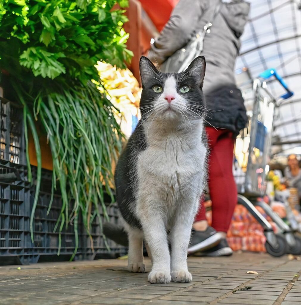 Santiago cat