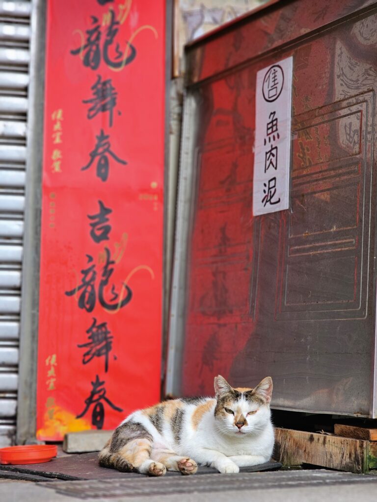 Taiwan street cat
