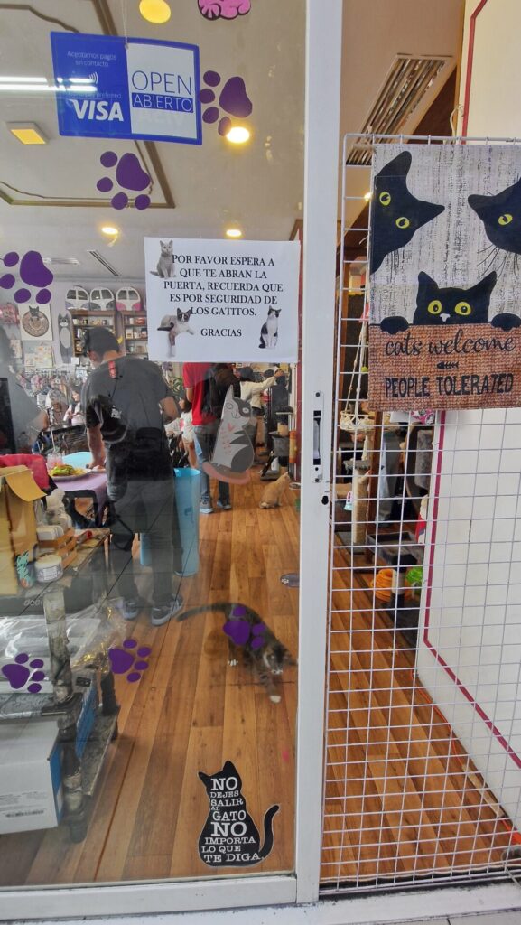 cat cafe CDMX