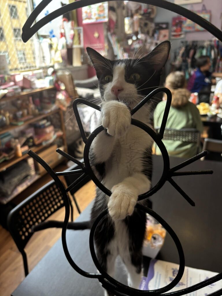 cat cafe in CDMX