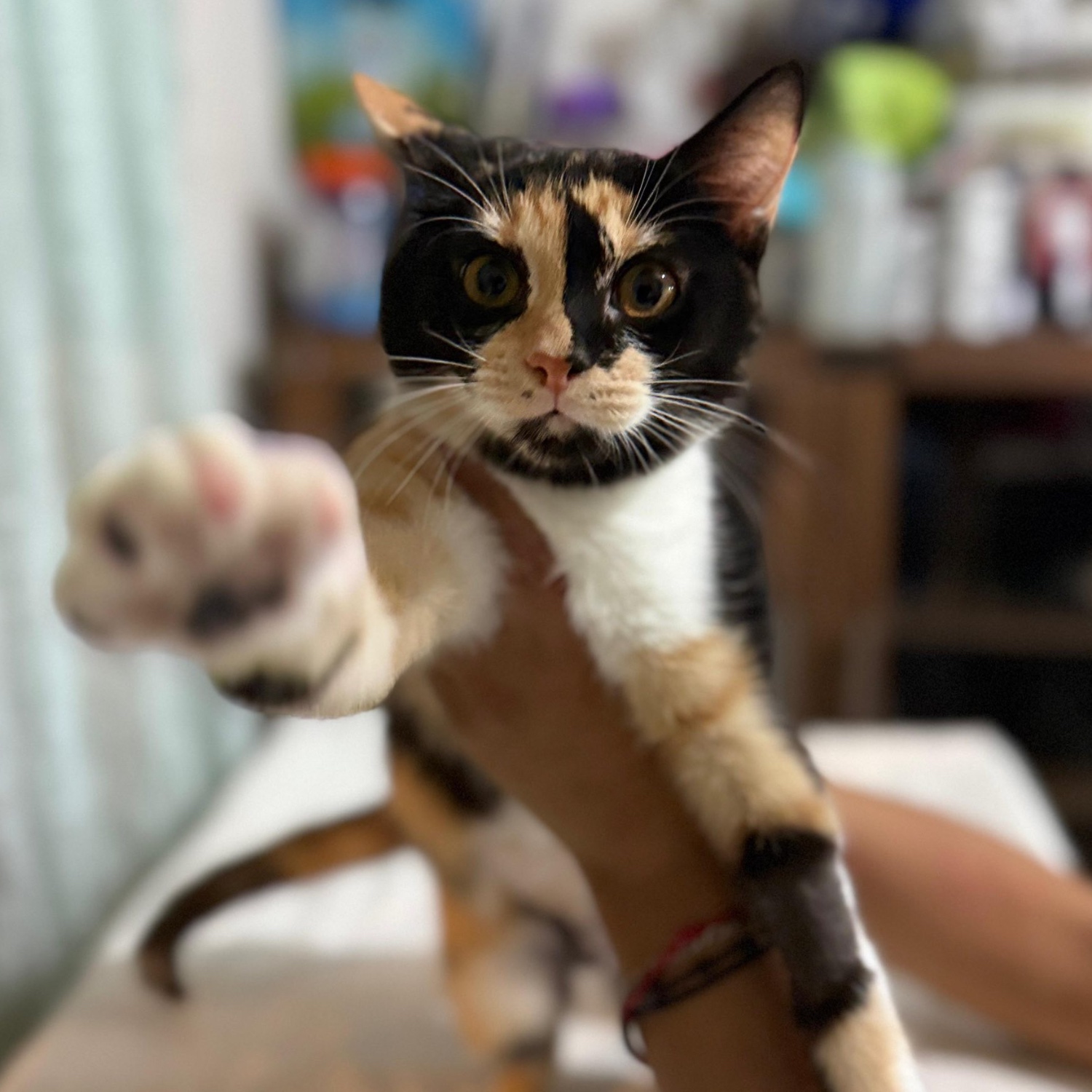 cat cafe in Mexico City