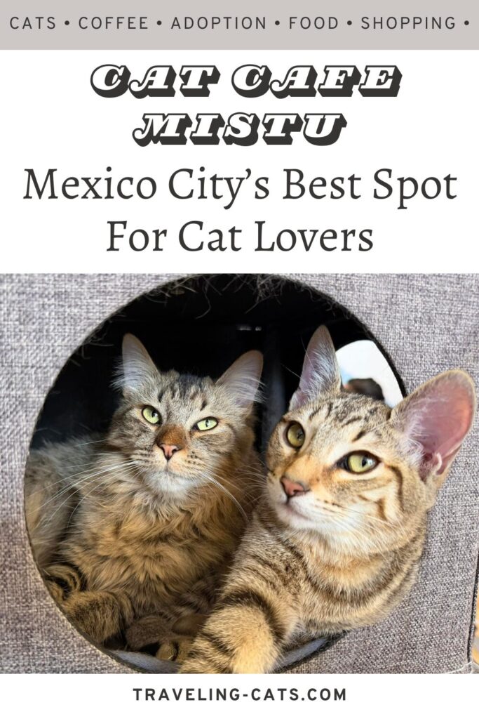 cat cafes in Mexico City