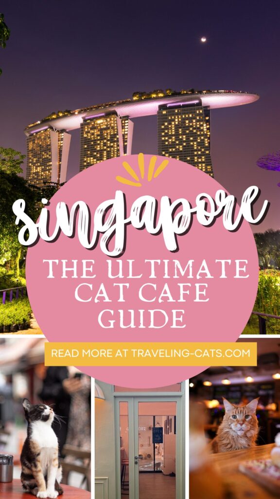 cat cafes in Singapore