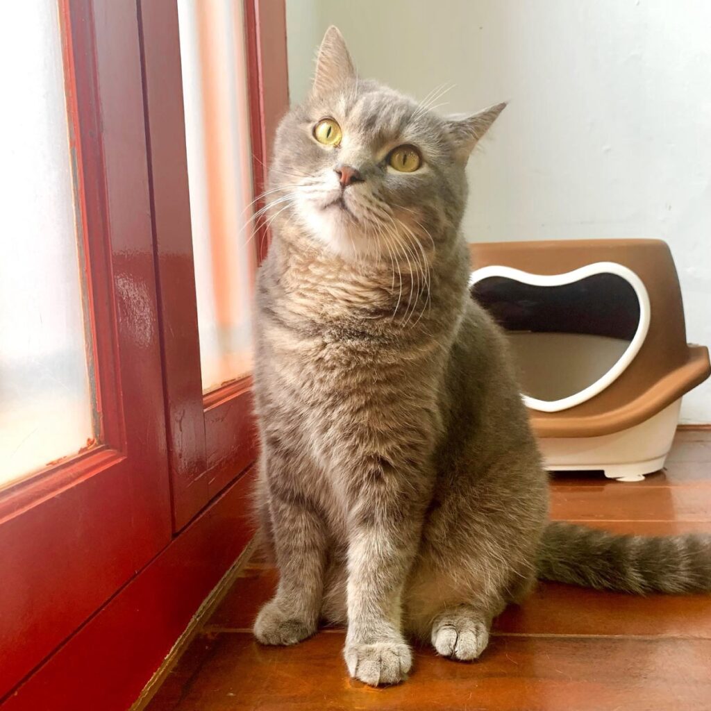 Catopia Singapore