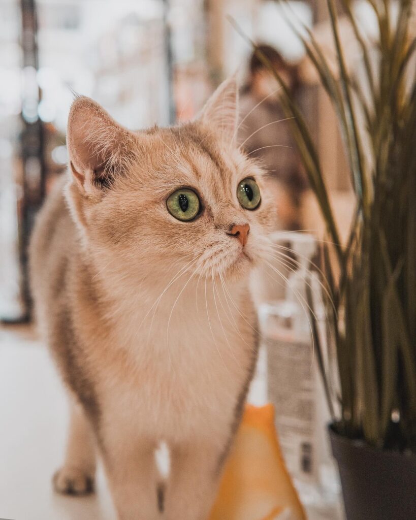 NekoTown Cat Cafe