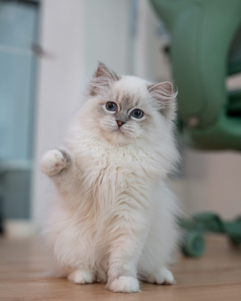 Ragdoll cat cafe