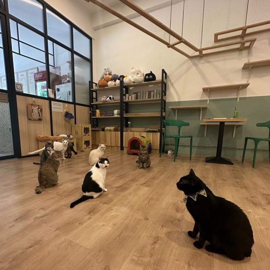 The Cat Cafe Bugis