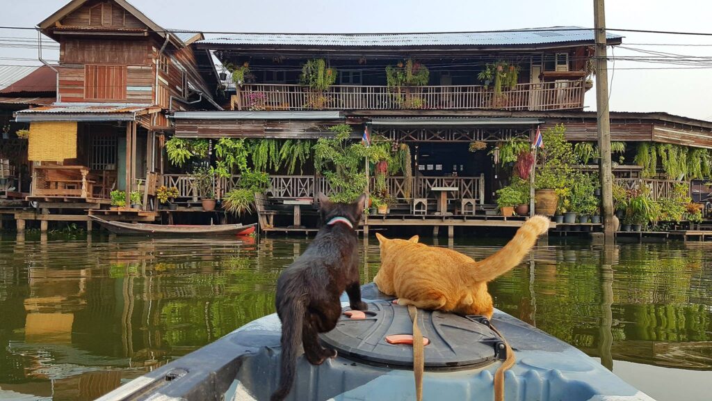 Bangkok Cat Boat