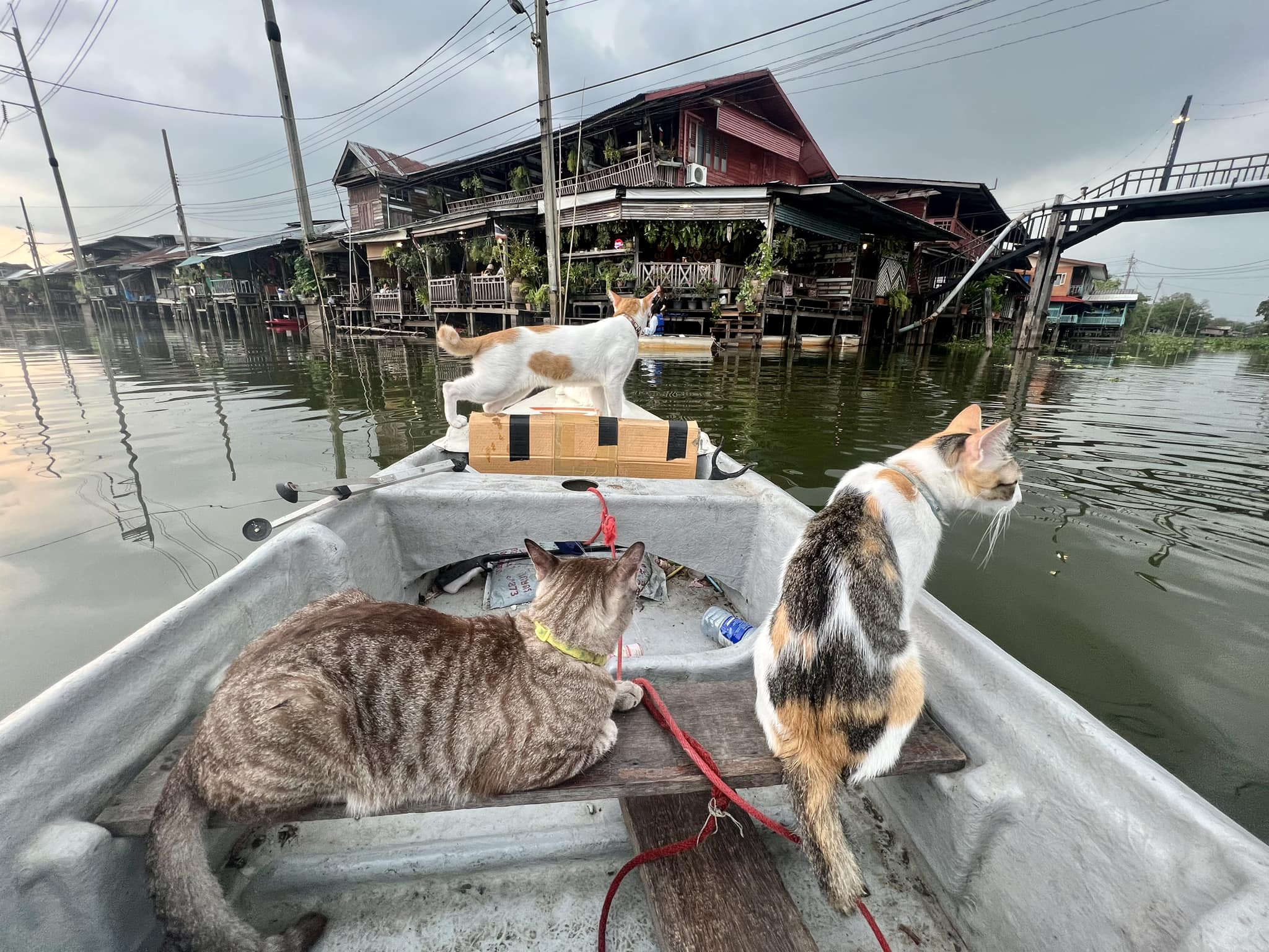 Bangkok Cat Boat Tour