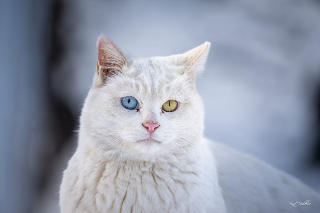 cats Chaoyang Park
