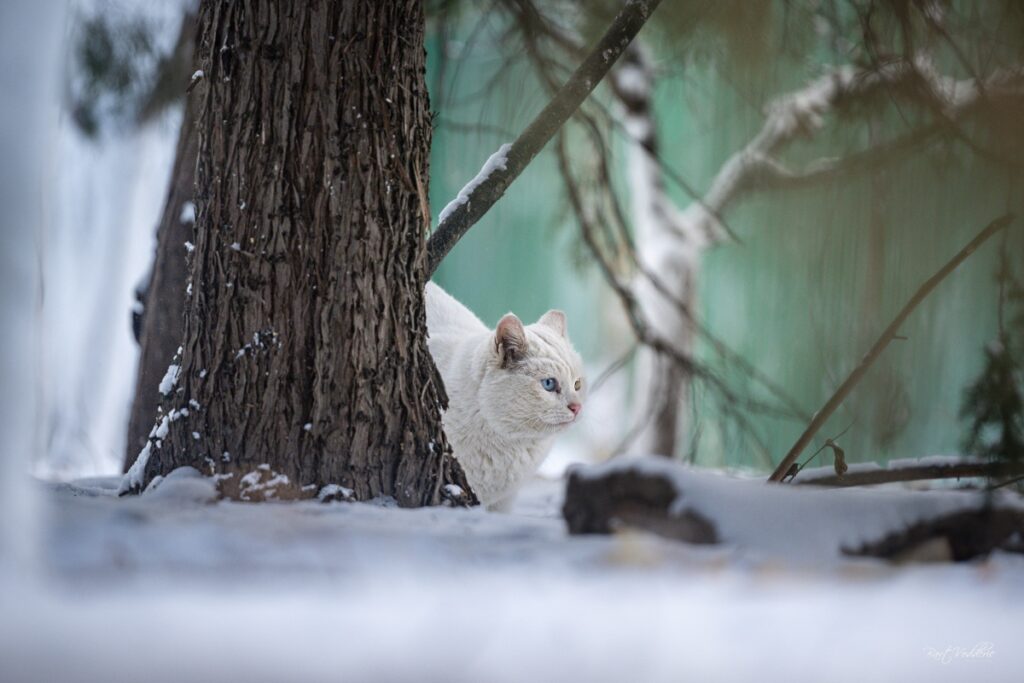 Chaoyang Park Beijing