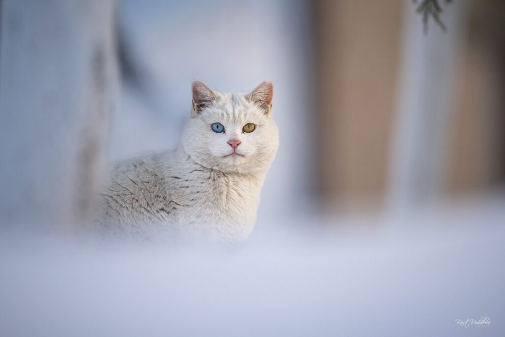 Chaoyang Park cat