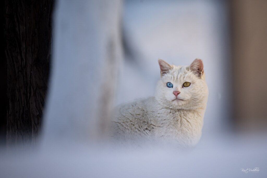 Chaoyang Park cats
