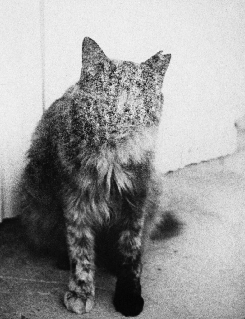 Katherine Longley cats