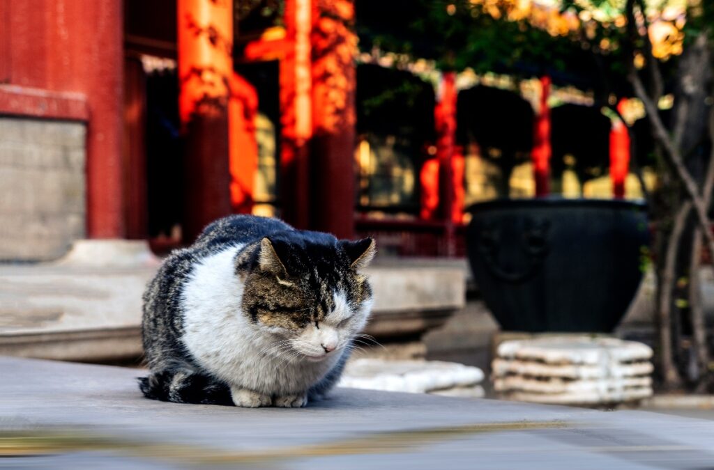 Forbidden City cats