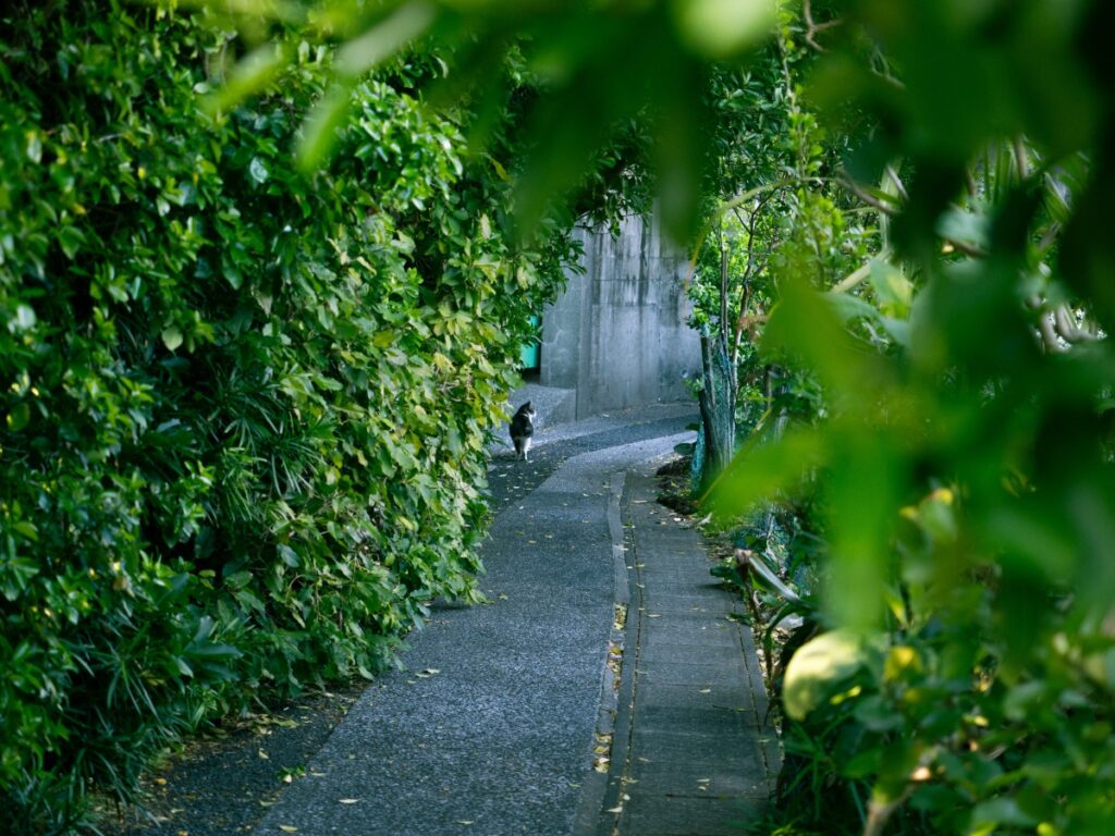 Fukashima Cat Island in Japan