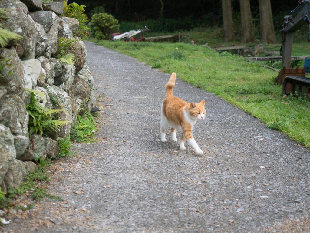 Fukashima Cat Island Japan