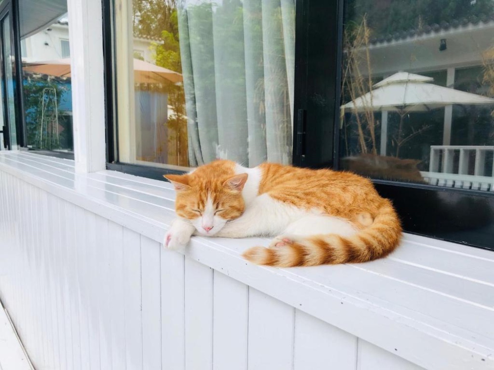 The Great Wall Box House cat