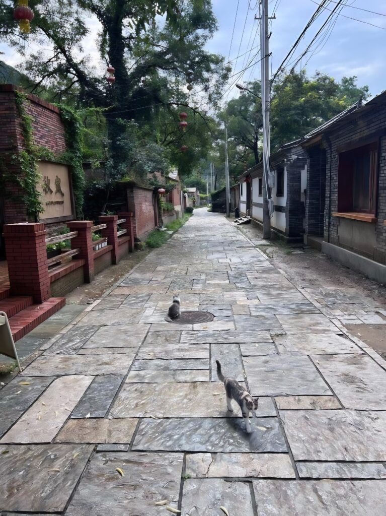 Three Houses and One Cat B&B