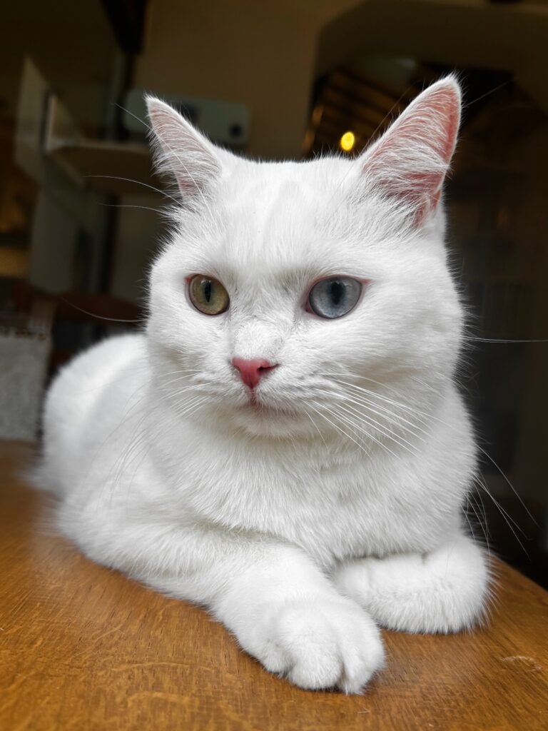 Café Miaou Paris
