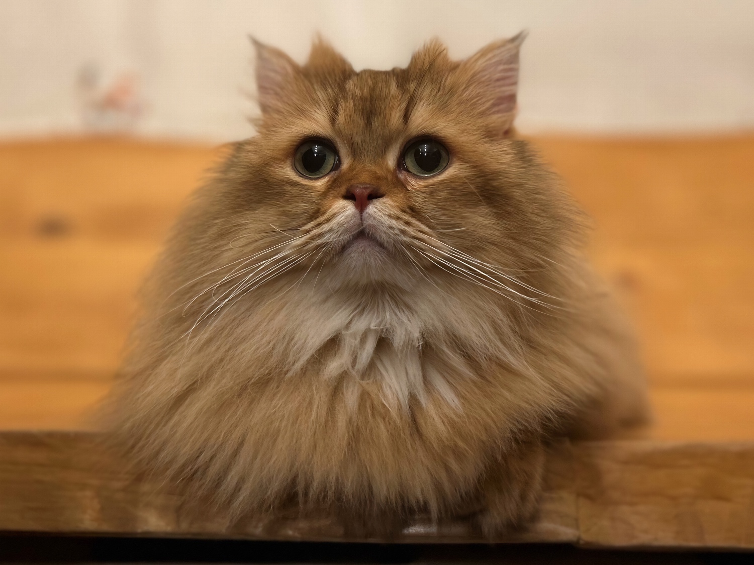 Café Miaou Paris