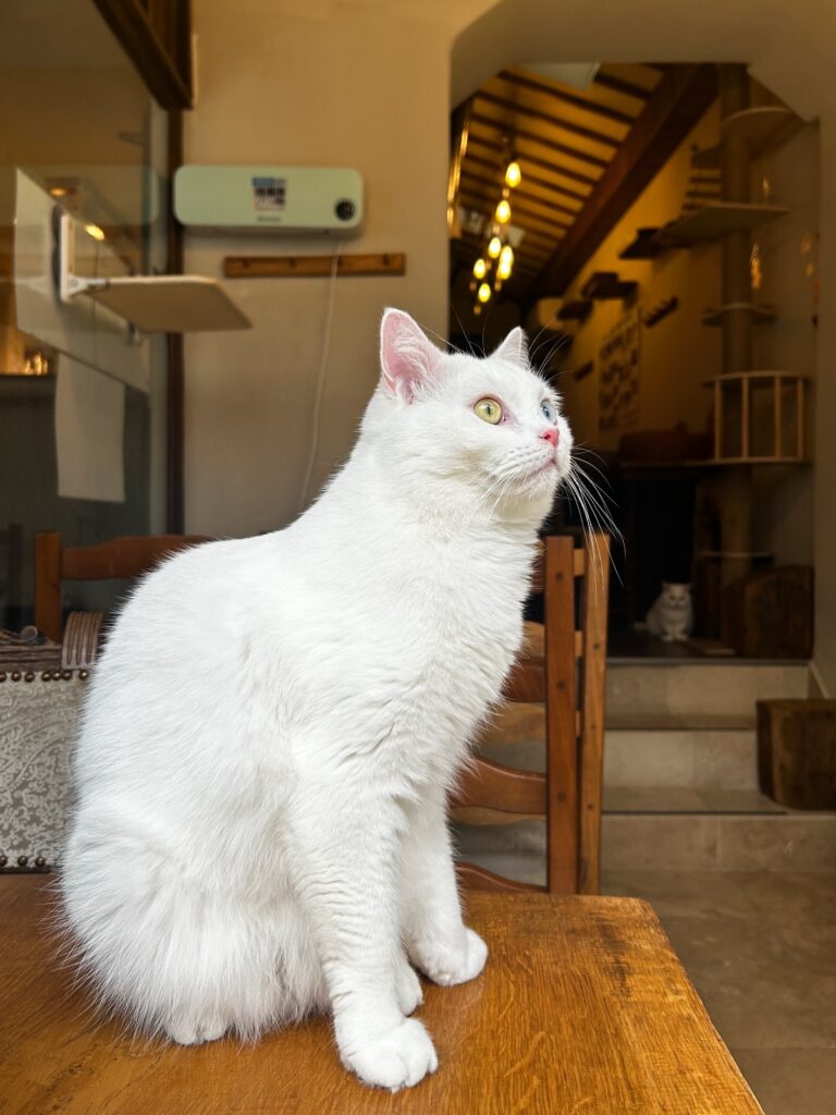 Café Miaou review