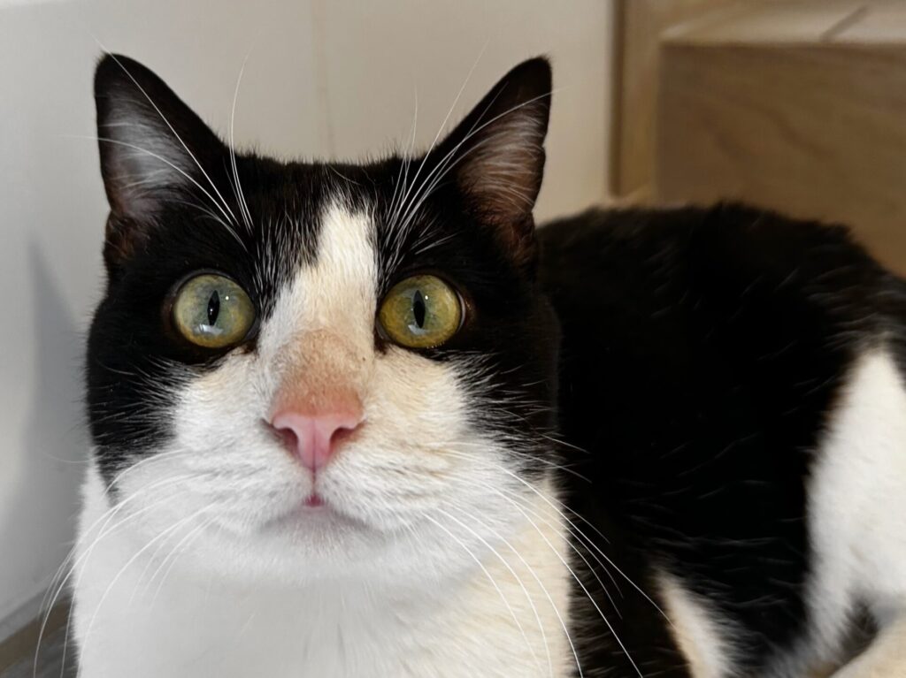 Chat-Rivari