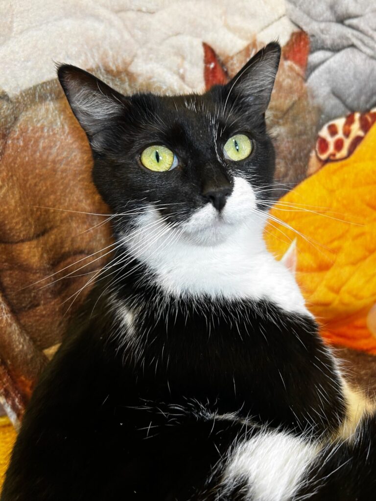 Chat-Rivari Café